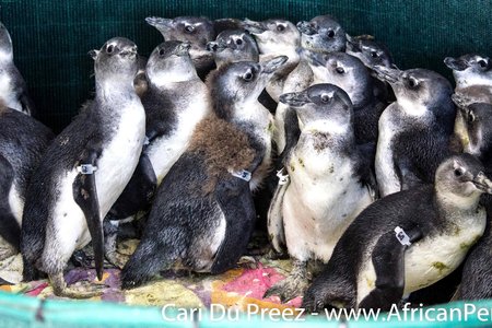 Gansbaai African penguin chicks removed from Dyer_1